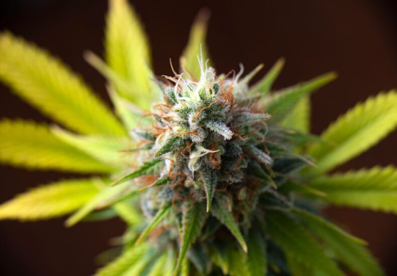 Hybrid cannabis strains